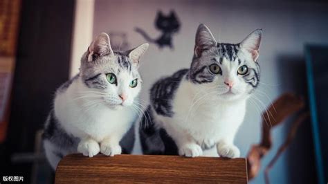 養第二隻貓性別|【貓咪飼養】我養第二隻貓事前評估要做什麼